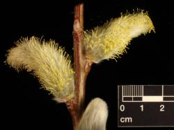 Salix daphnoides. Male catkins.
 Image: D. Glenny © Landcare Research 2020 CC BY 4.0